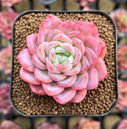 Echeveria ice rose Succulent