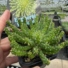 Euphorbia flanaganii (Medusa’s Head) Succulent