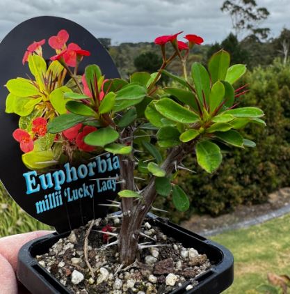Euphorbia milii ‘Lucky Lady' - Crown of Thorns Succulent