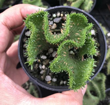 Euphorbia the brain