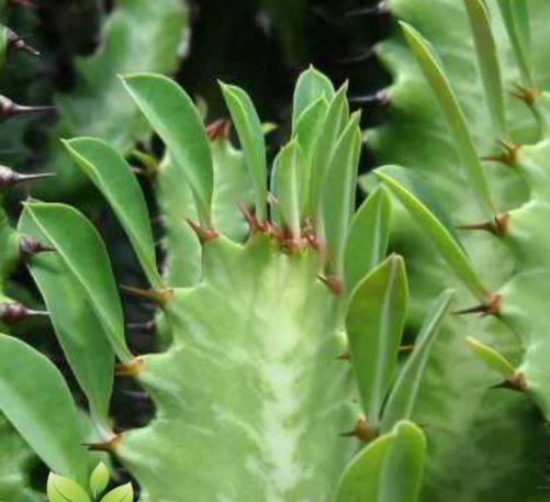 Euphorbia trigona ‘Green Form’ (African Milk Tree) Succulent