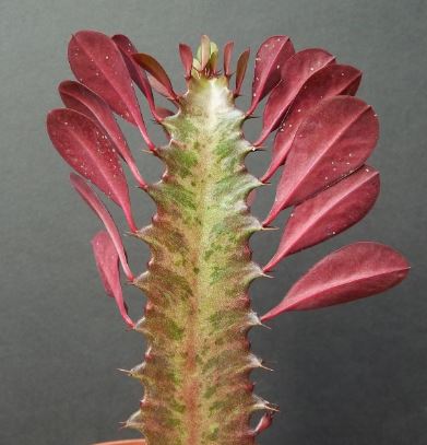 Euphorbia trigona ‘Red Form’ (African Milk Tree) Succulent