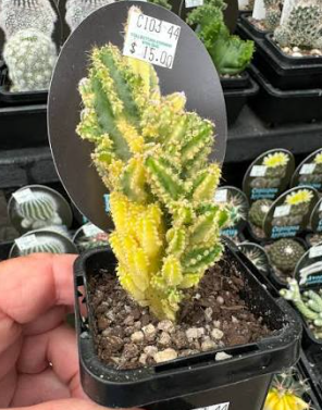 Fairy Castle Variegated plant in a 10cm pot size displayed by Fountains Galore, showcasing its unique variegation.