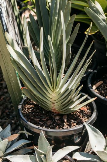 Fan Aloe (Kumara plicatilis) Succulent