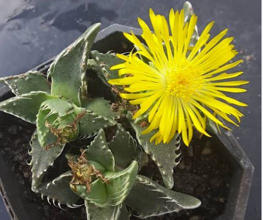 Faucaria Tuberculosa Succulent