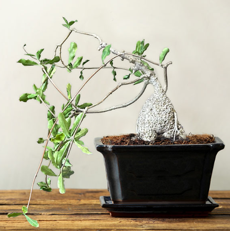Fockea Edulis plant displayed in a 10cm pot size by Fountains Galore, highlighting its unique features for gardening enthusiasts.
