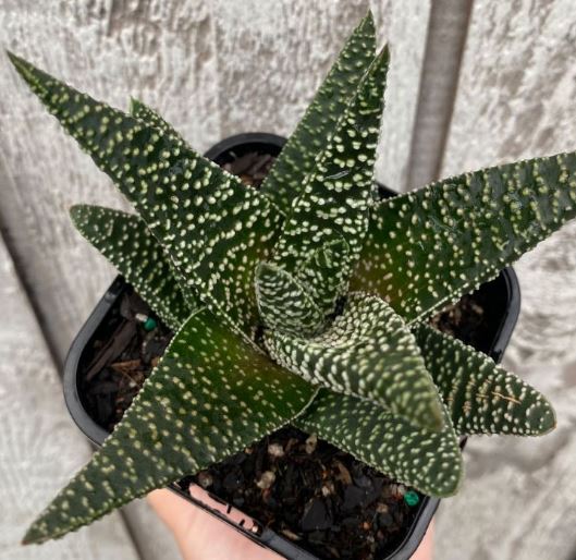 Gasteraloe White Spot Succulent