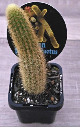 Golden Rat Tail Cactus Succulent