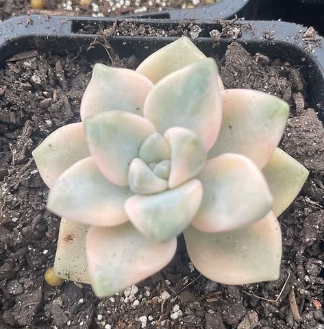Graptopetalum paraguayense ssp. bernalense Variegated Succulent