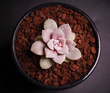 Graptopetalum superbum Succulent