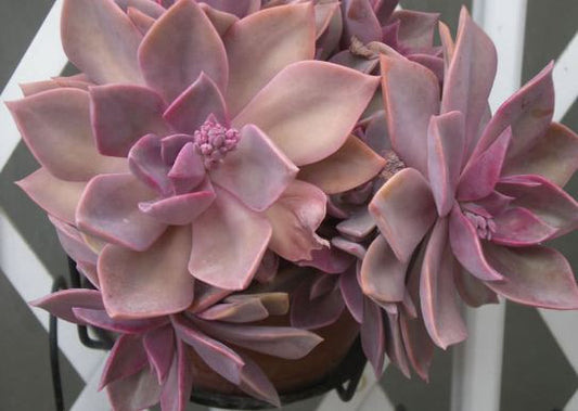 Graptoveria Huff’s Pink Succulent