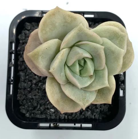 Graptoveria Lovely Rose Succulent