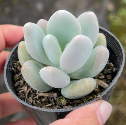 Graptoveria Orange Snowball Succulent