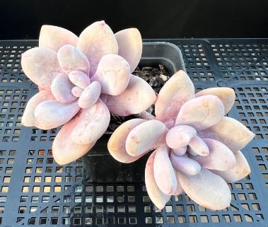Graptoveria 'Snow Peach' succulent plant in a decorative pot on display, showcasing its vibrant peach-colored leaves.
