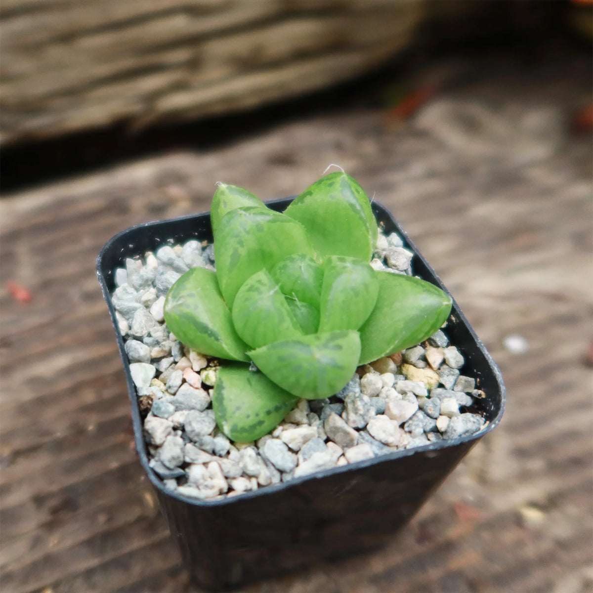 Haworthia Obtusa succulent plant in a 10 cm pot