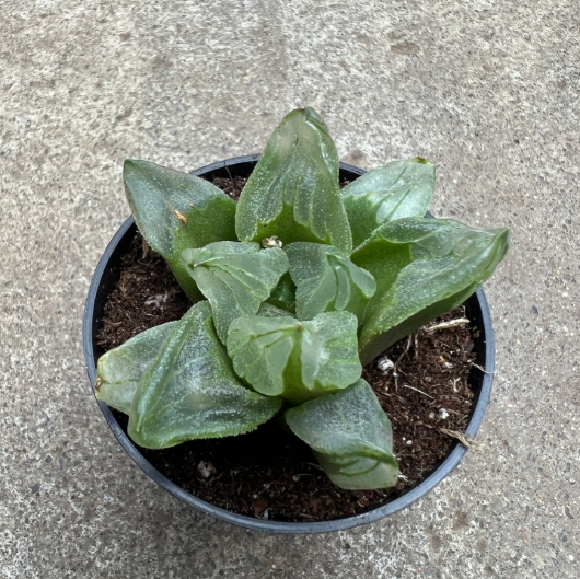 Haworthia Ice City Succulent