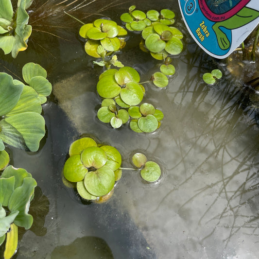 Frogbit Pond Plant