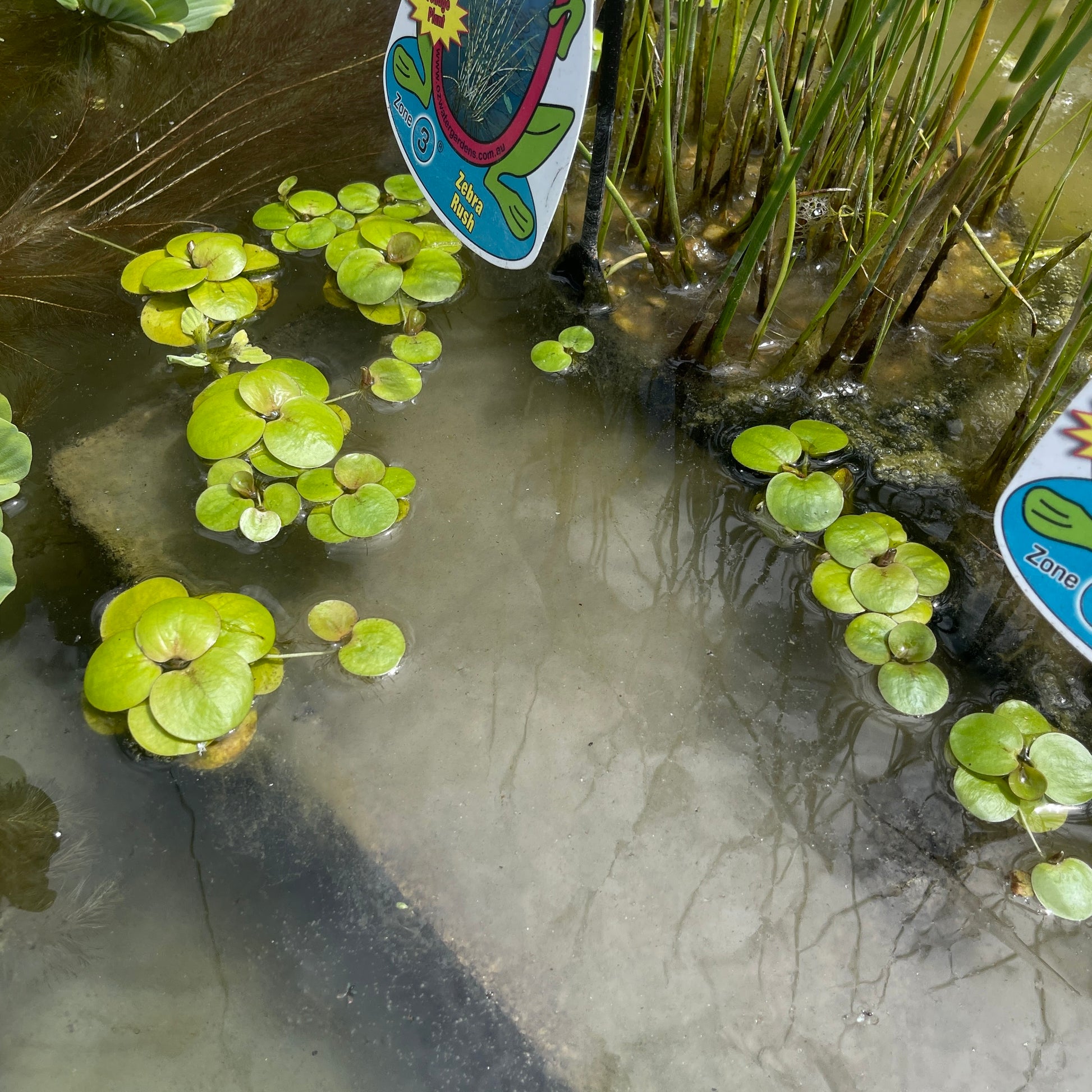 Frogbit Pond Plant