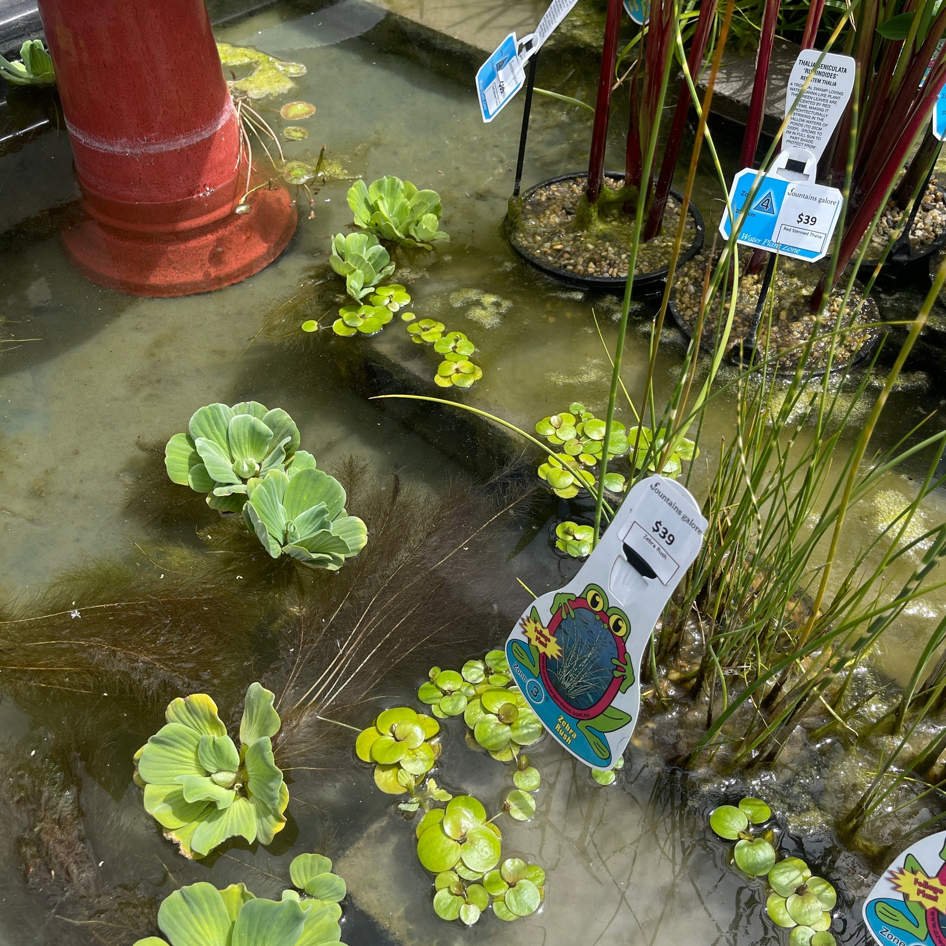 Frogbit Pond Plant