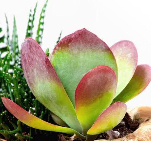 Kalanchoe Flapjack Succulent