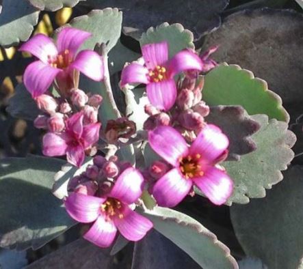 Kalanchoe Quicksilver Succulent