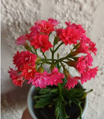 Kalanchoe Tarantula Succulent