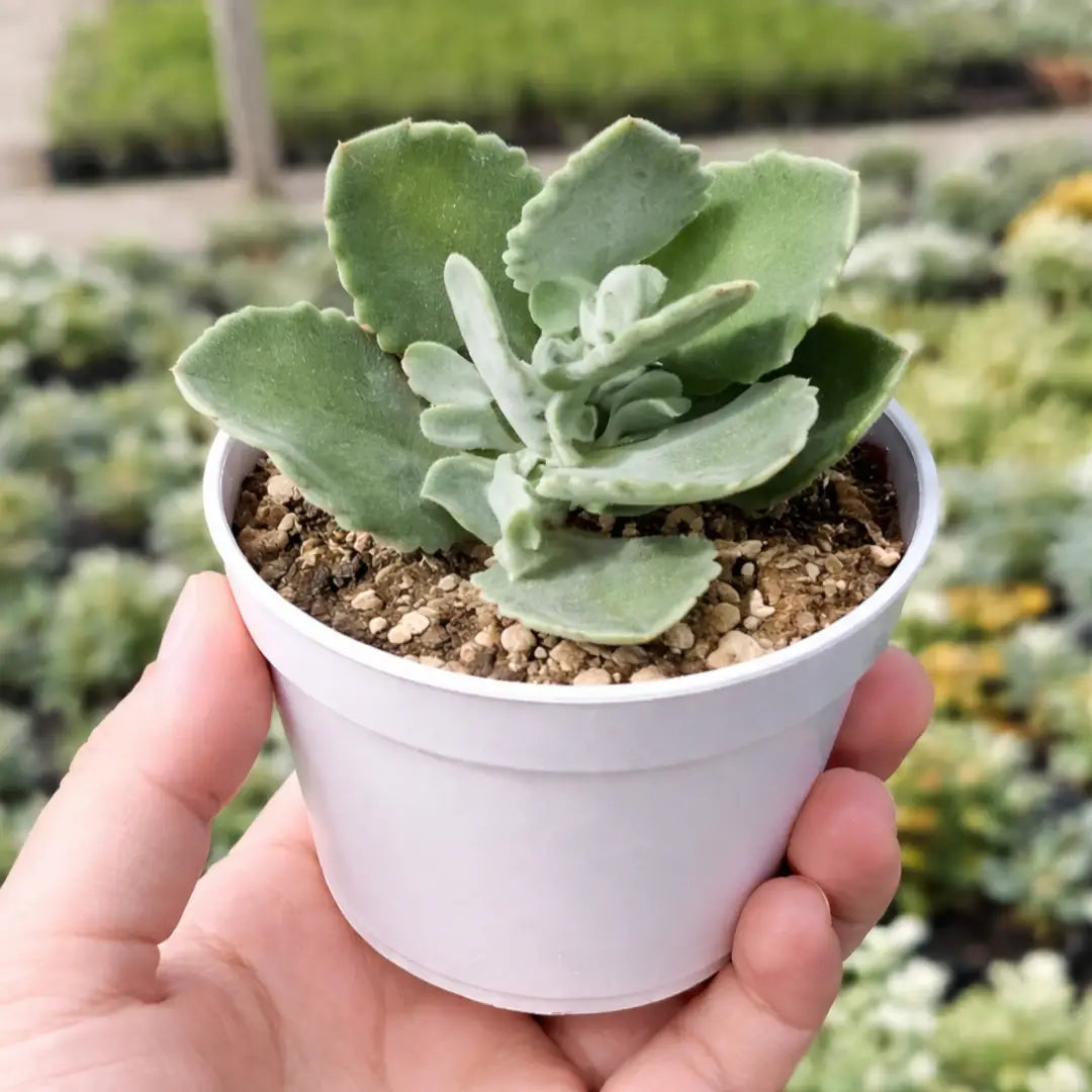 Kalanchoe Millotii Succulent