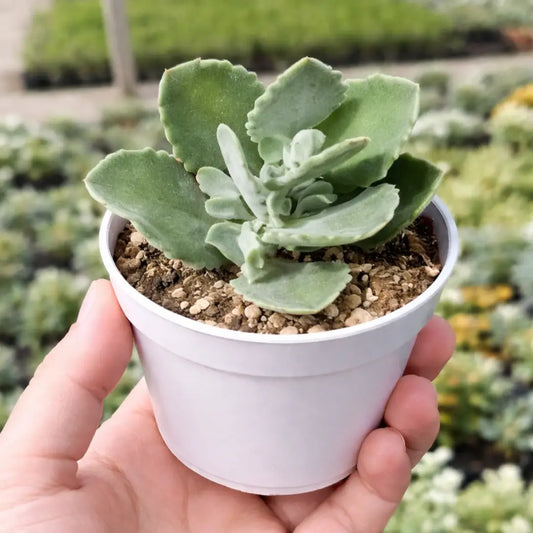 Kalanchoe Millotii Succulent