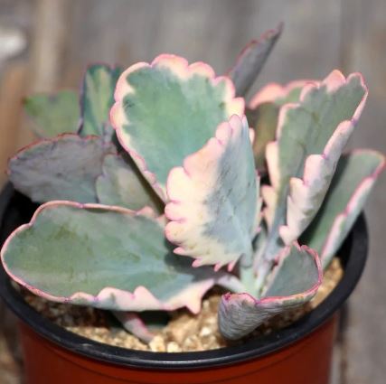 Kalanchoe fedtschenkoi variegata (Variegated Lavender Scallops) Succulent