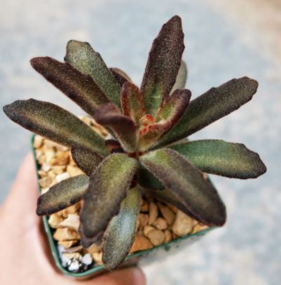 Kalanchoe tomentosa Cinnamon Succulent