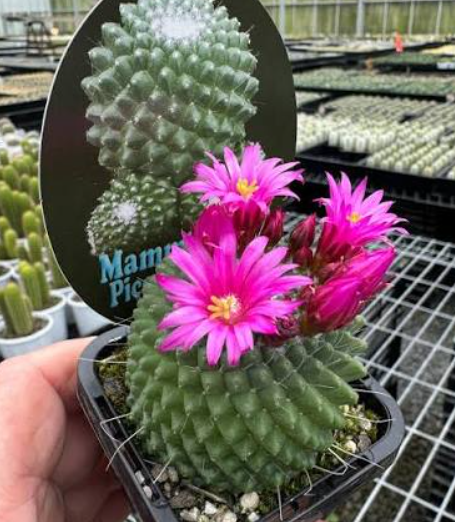 Mammillaria Pico V Dalek Succulent