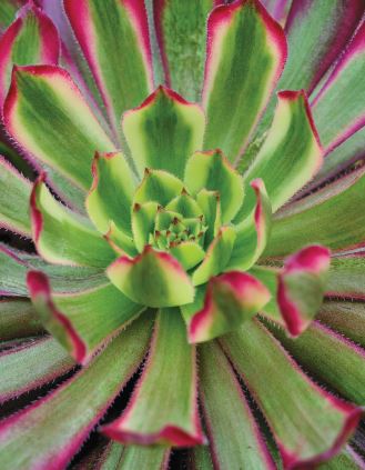 Aeonium Mardi Gras Succulent