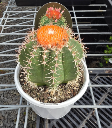Melocactus Matanzanus Succulent