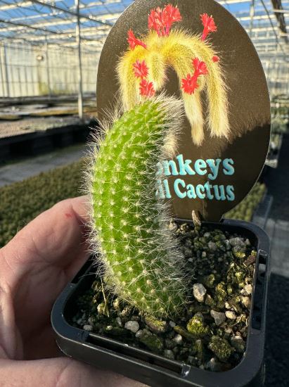 Monkey Tail Cactus Succulent