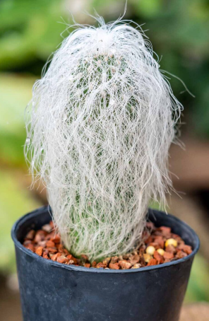 Old Man Cactus Succulent