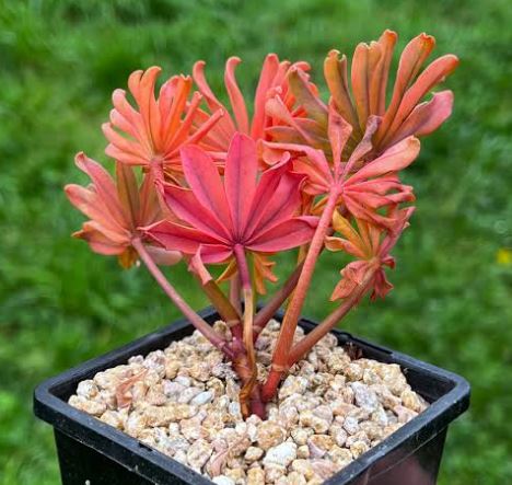 Oxalis Flava Succulent