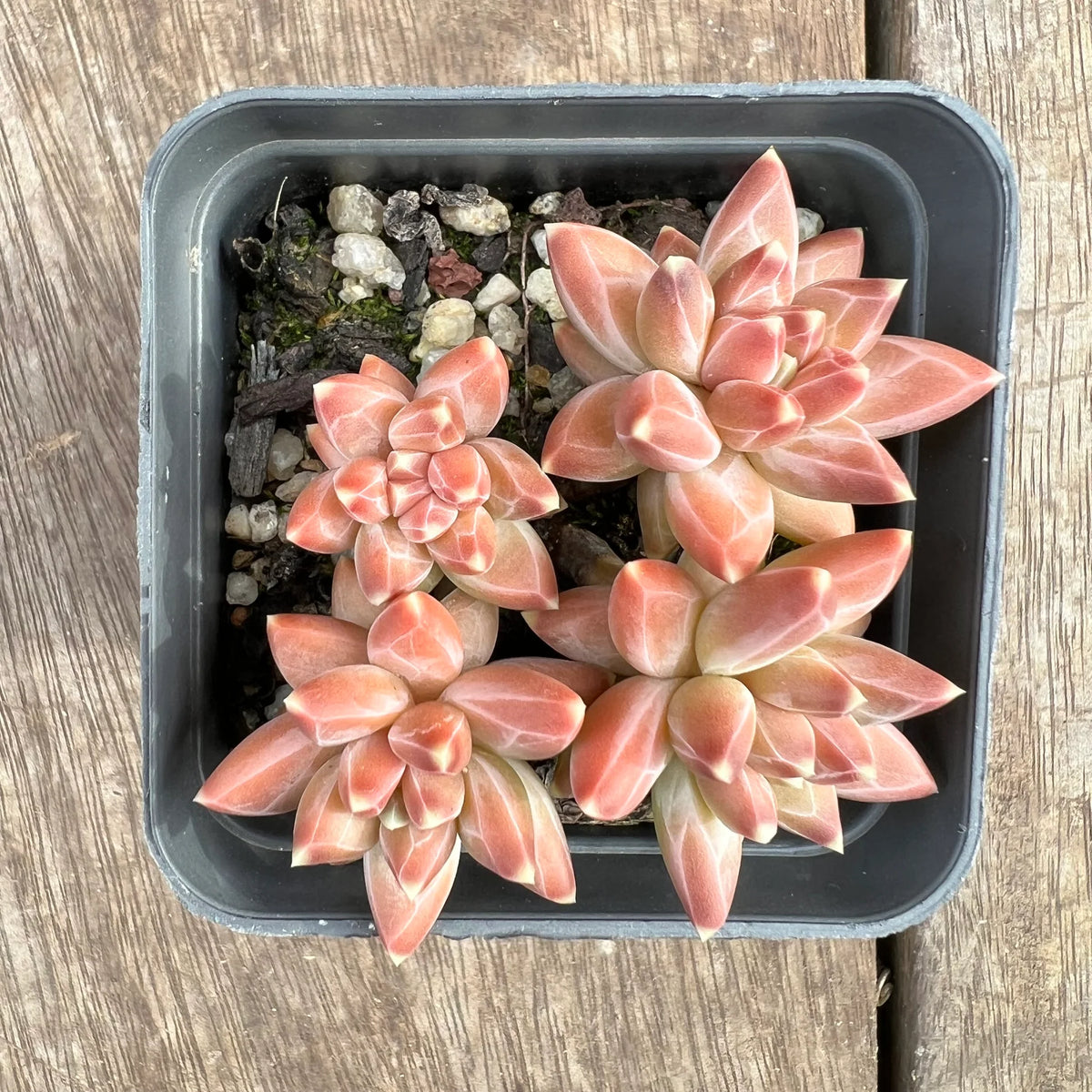 Pachyphtum Wishing Stone Succulent