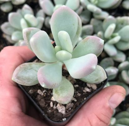 Pachyphytum Glutinicaule Succulent