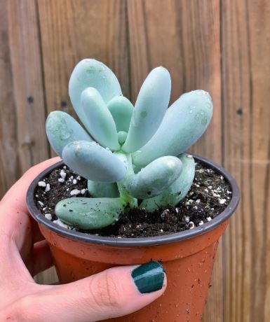 Pachyphytum Oviferum Blue Haze Succulent