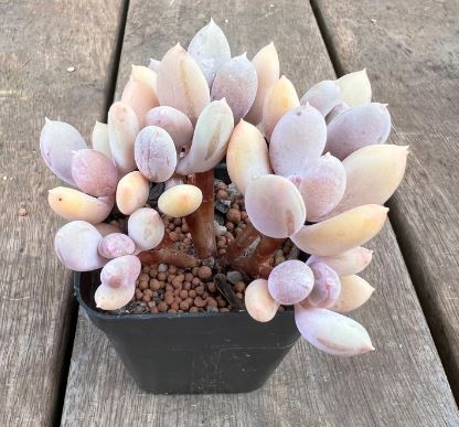 Pachyphytum Pink Tips Succulent