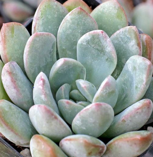 Pachyphytum Rough Succulent