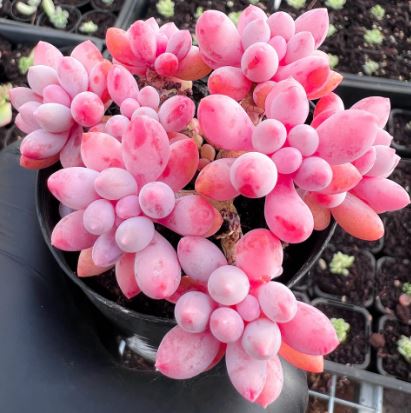 Pachyphytum ‘Baby Finger’ Succulent