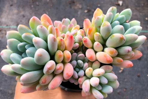 Pachyphytum calavifolia Succulent
