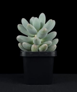 Pachyphytum rice balls Succulent