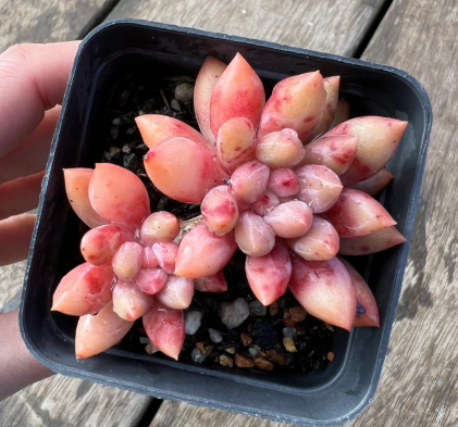 Pachyveria Dragonfly