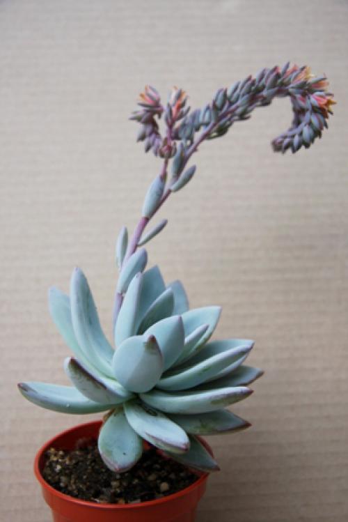 Pachyveria Exotica (Powder Puff) Succulent