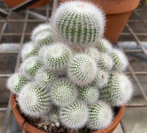Parodia Scopa Minima Succulent