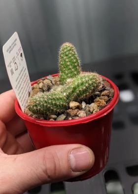 Peanut Cactus Succulent