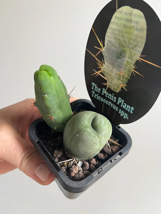 Penis Cactus (Trichocereus bridgesii monstrose) Succulent