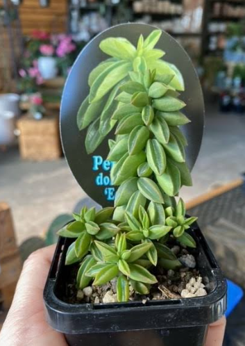 Peperomia Dolabriformis Ecuador Succulent